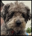 Rocky - Schnauzer X poodle: schnoodle